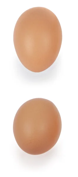 One egg — Stock Photo, Image