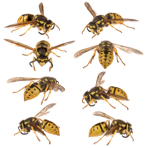European wasp — Stock Photo, Image