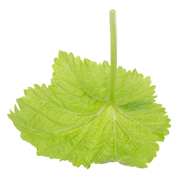 Black Currant Leaf — Stock Photo, Image