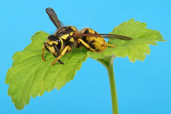 stock image European wasp on leaf