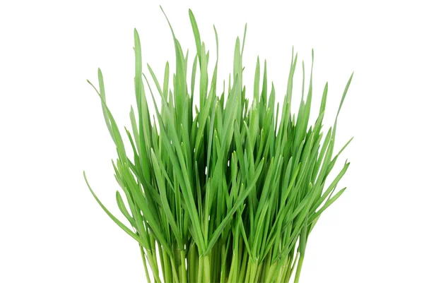 Hierba verde 1 — Foto de Stock