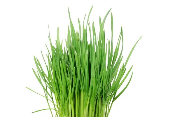 Zöld fű 2 — Stock Fotó