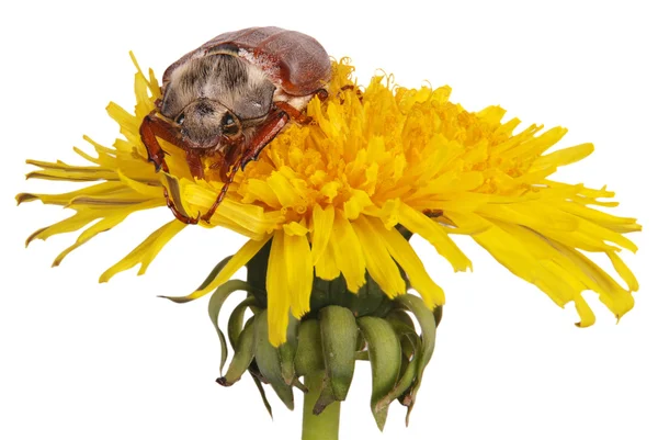 May bug on dandelion — Stock Photo, Image