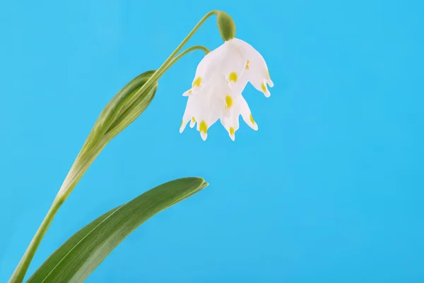 stock image Snowdrops with clipping path