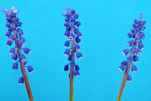 stock image Blue Flowers