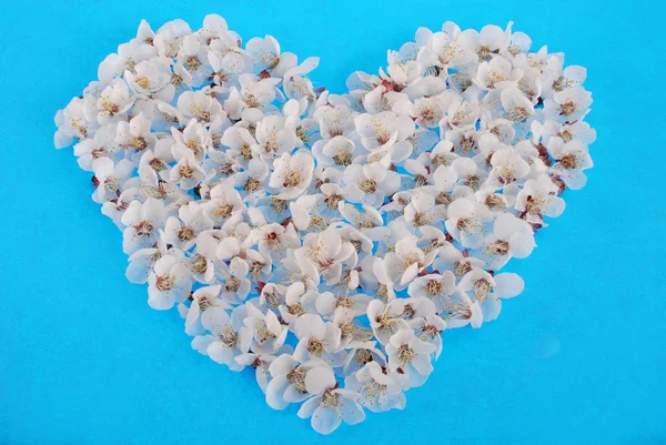 Heart made of flowers — Stock Photo, Image
