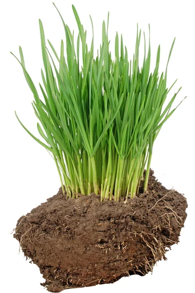 Hierba verde y suelo — Foto de Stock
