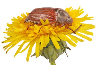 May bug on dandelion clipart