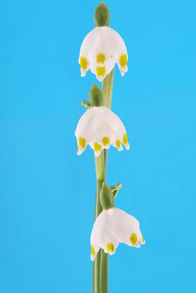 Hóvirág a Vágógörbe — Stock Fotó