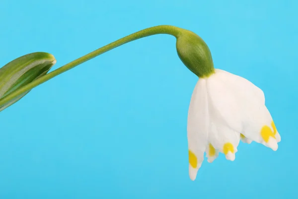 stock image Snowdrop with clipping path