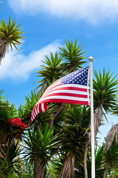 Vlajka USA a dlaně na modré obloze — Stock fotografie