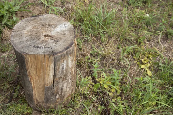 stock image Tree Stump