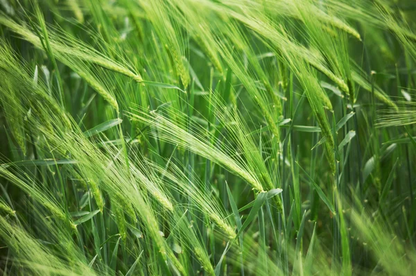 Groene tarweveld — Stockfoto