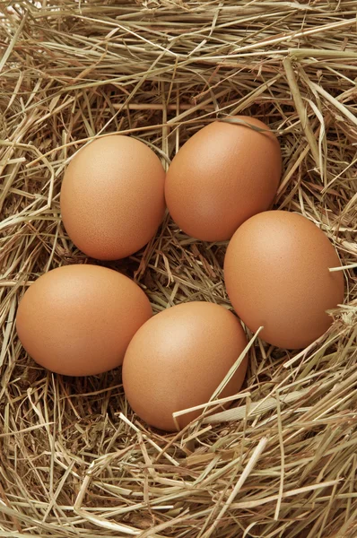 Пять яиц в гнезде — стоковое фото