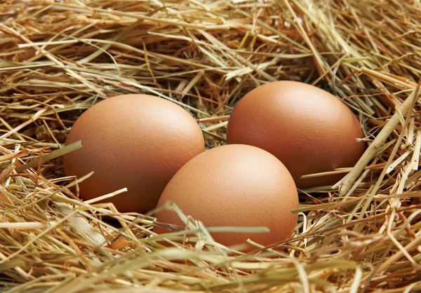 Three eggs in nest — Stock Photo, Image