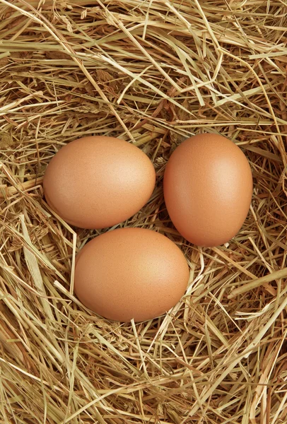 Три яйца в гнезде — стоковое фото