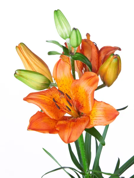 Kwiaty egzotyczne — Zdjęcie stockowe