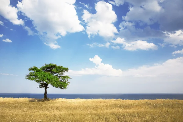 Field, tree, sea — Stock Photo, Image