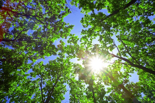 Зелене листя дуба і сонця — стокове фото