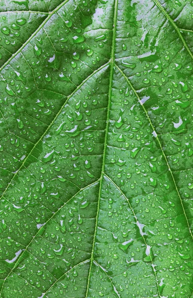 Зеленый лист с каплями — стоковое фото
