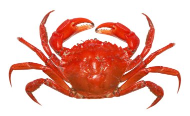 Red crab clipart