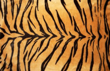 Tiger skin clipart