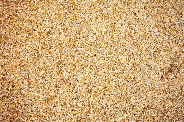 stock image Natural Wheat Grains