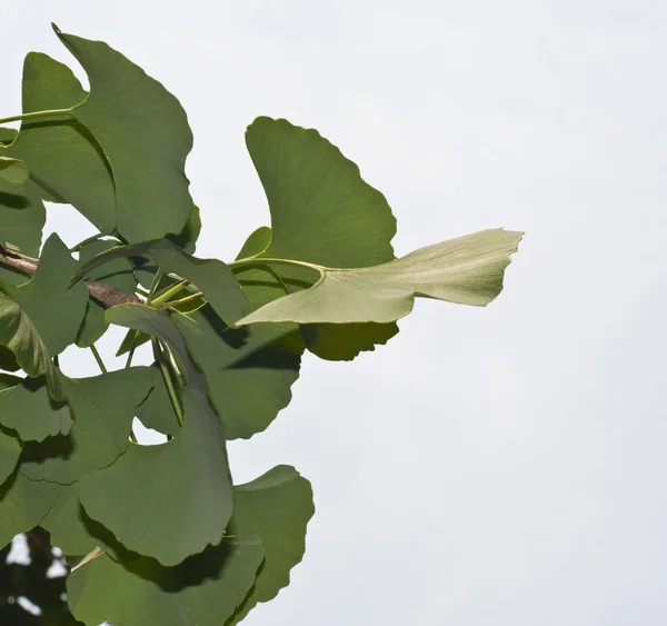 Ginko biloba liście na drzewie — Zdjęcie stockowe