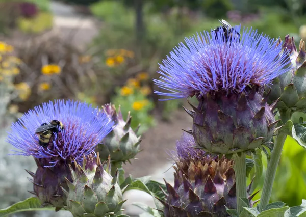 stock image Purple Thistle Flowers with Honey Bees