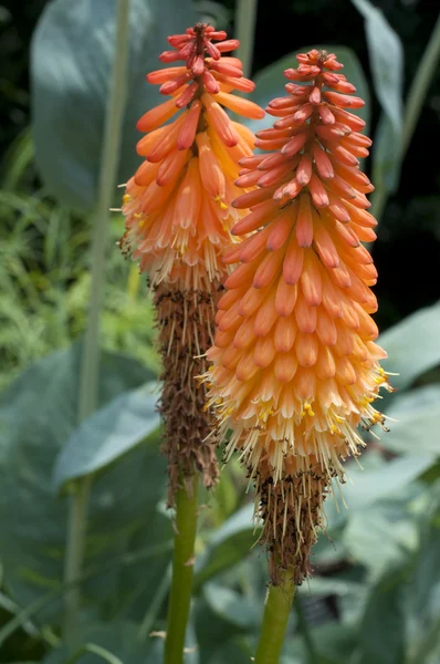 Red Hot Poker Torch Lily (Kniphofia) — Stock Photo, Image