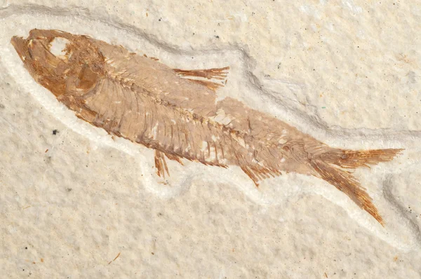 Fossil Fish — Stock Photo, Image