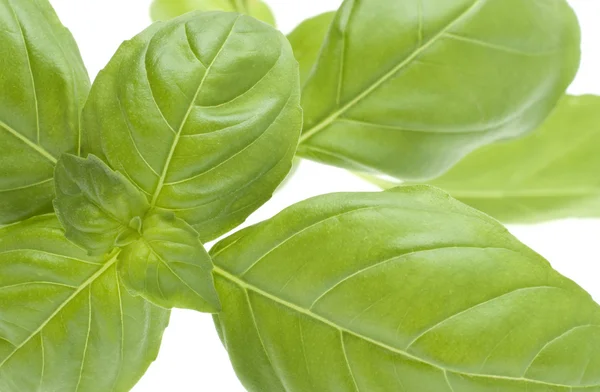 Immagine ravvicinata di foglie vegetali di basilico — Foto Stock