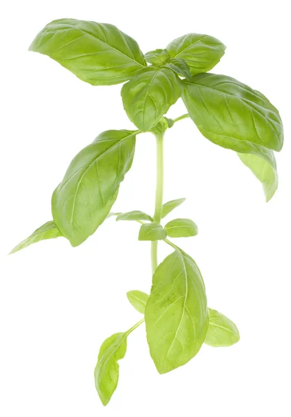 Крупный план листьев растений базилика — стоковое фото