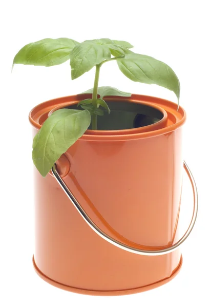 Planta de albahaca creciendo en lata de pintura naranja —  Fotos de Stock