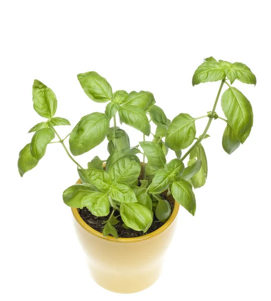 Basil plant i gula potten från ovan — Stockfoto