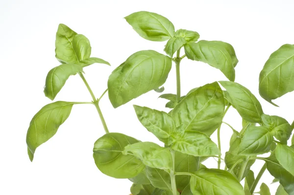 Close-up van basilicum plant — Stockfoto