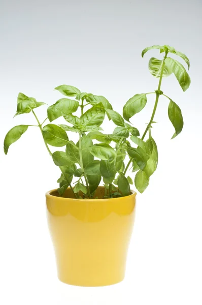 Basil plant på tonad bakgrund — Stockfoto