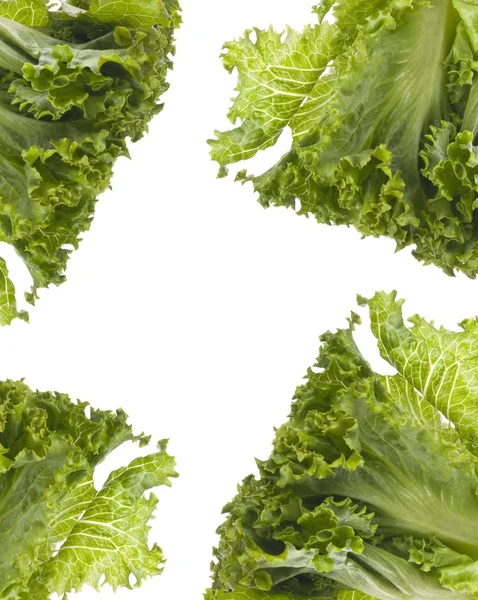 Fresh Lettuce Background — Stock Photo, Image