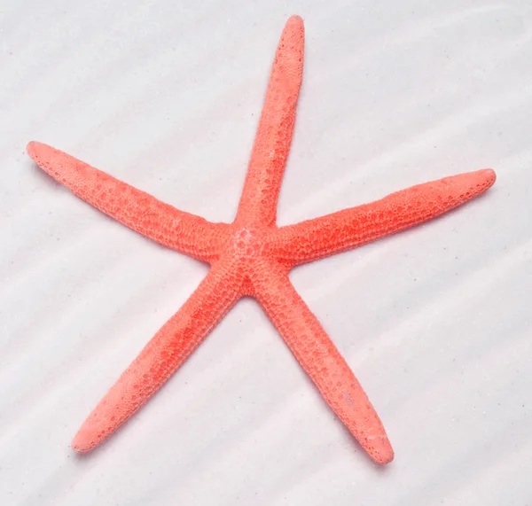Zomer starfish — Stockfoto