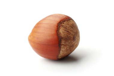 Hazelnut clipart