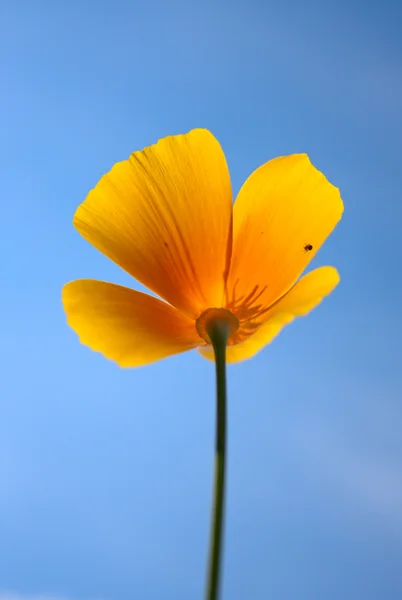 stock image Flower