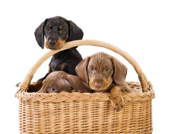 Três cachorros na cesta — Fotografia de Stock