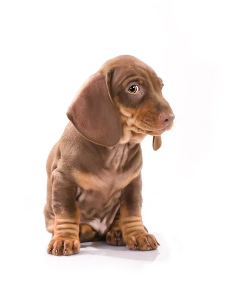 Porsuk-köpek yavrusu — Stok fotoğraf