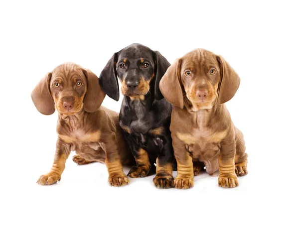 Üç yavru bir porsuk-köpek — Stok fotoğraf