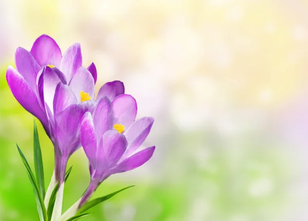 Floral Border with crocuses — Stock Photo, Image