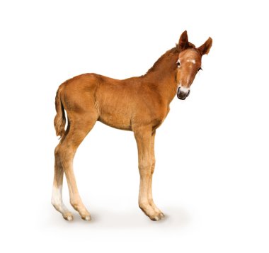 Newborn foal clipart