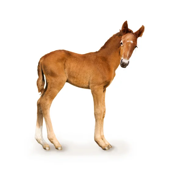 Νεογέννητο foal — Φωτογραφία Αρχείου