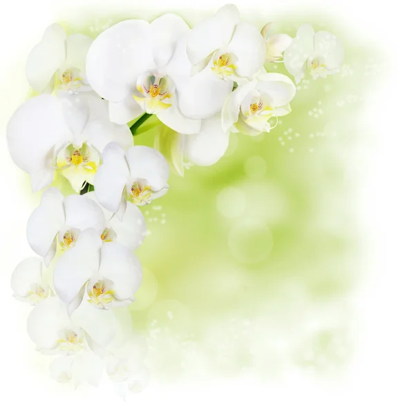 Blommig gränsen med vit orkidé — Stockfoto