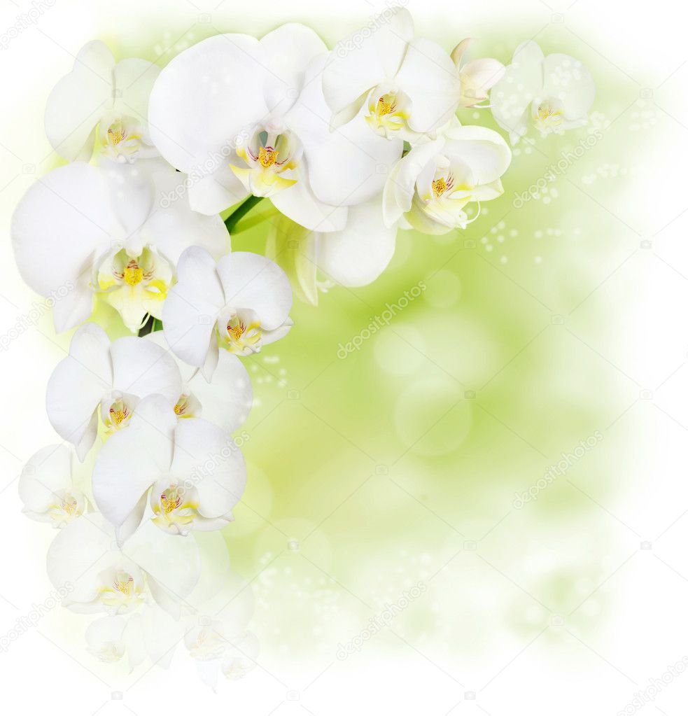 Floral border with white orchid