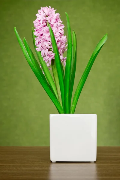 stock image Pink hyacinth